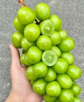 comprar Selladora de bandejas de expansión vertical para uvas Sunshine Rose Fabricación en línea